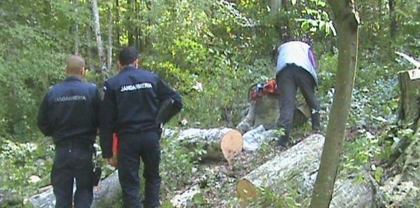 Un bărbat din Vârfurile a tăiat ilegal mai mulți arbori